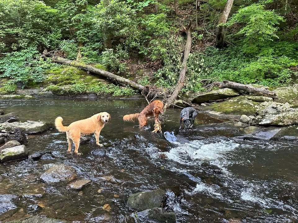 Underground Dog Fence Installation