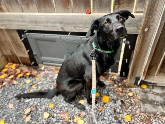 robot mower fence door